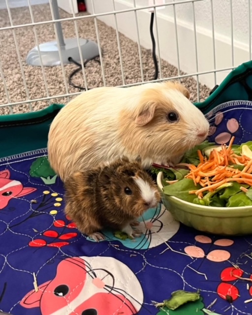 Home - Vegas Friends of Guinea Pig Rescue